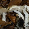 Nyctalis lycoperdoides, Stäublings-Zwitterling